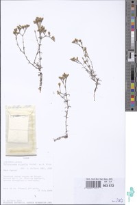 Polycarpaea eriantha image