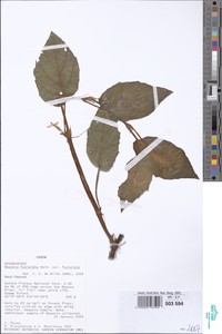 Image of Begonia fusialata