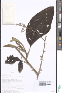 Image of Vernonia conferta