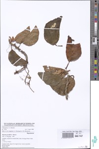 Begonia poculifera image