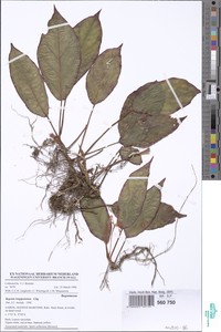 Image of Begonia longipetiolata