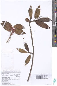 Begonia komoensis image