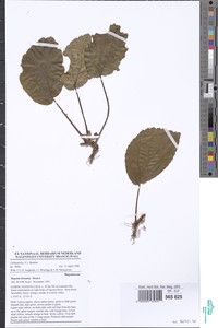 Image of Begonia hirsutula