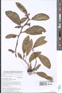 Image of Begonia loranthoides