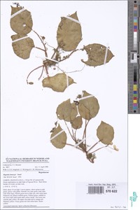 Image of Begonia letouzeyi