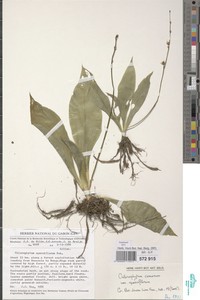 Chlorophytum sparsiflorum image