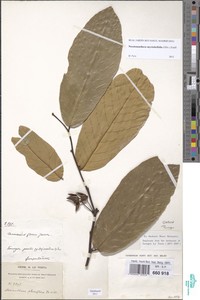 Image of Neostenanthera myristicifolia