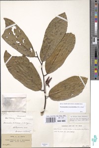 Neostenanthera myristicifolia image