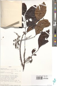 Lannea welwitschii image