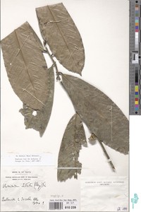 Image of Uvariodendron molundense