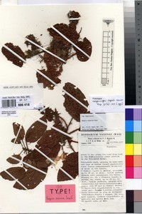 Image of Begonia susaniae