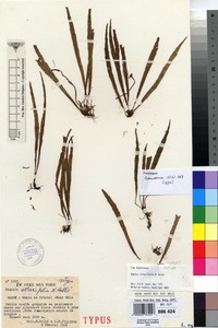 Image of Begonia vittariifolia