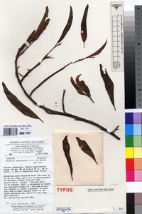 Image of Begonia gabonensis