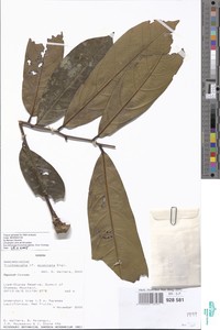 Trichoscypha acuminata image