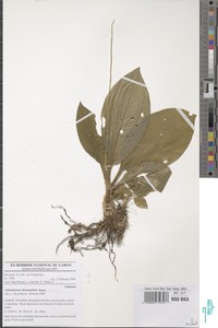 Chlorophytum alismifolium image