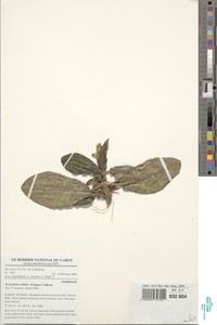 Image of Stenandriopsis talbotii