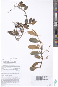 Image of Begonia subscutata