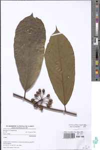 Neostenanthera myristicifolia image