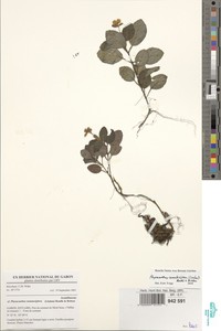 Physacanthus nematosiphon image