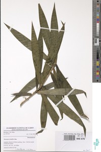 Image of Dracaena cerasifera