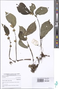 Image of Begonia sciaphila