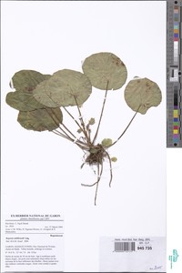 Begonia mildbraedii image