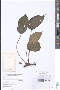 Image of Begonia clypeifolia