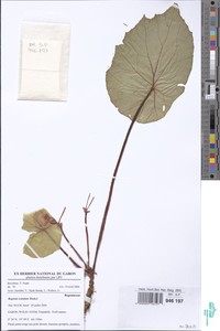 Image of Begonia scutulum