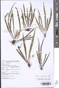 Begonia vittariifolia image