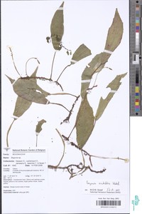 Begonia scutifolia image