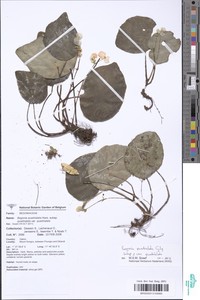Image of Begonia quadrialata