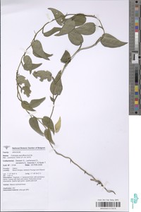 Image of Culcasia parviflora
