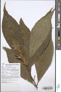 Acanthus latisepalus image