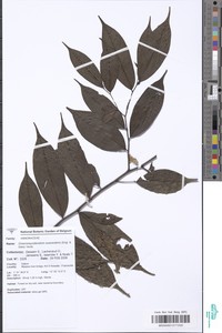 Greenwayodendron suaveolens image