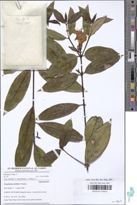 Strophanthus thollonii image