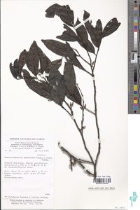 Greenwayodendron suaveolens image