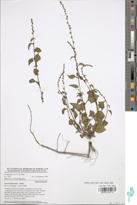 Celosia leptostachya image