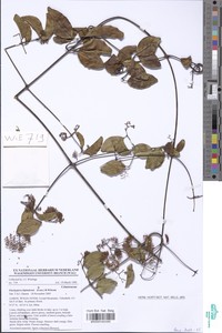Elachyptera bipindensis image