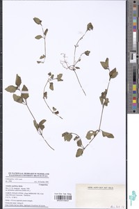 Acmella caulirhiza image
