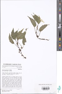 Image of Begonia aggeloptera