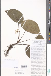 Begonia anisosepala image