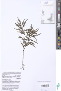 Begonia aspleniifolia image