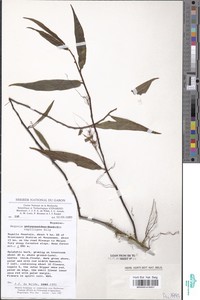 Image of Begonia capillipes
