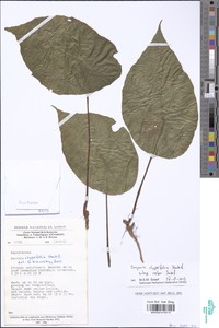 Begonia clypeifolia image