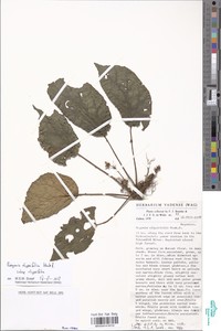 Begonia clypeifolia image