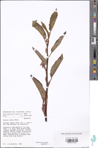 Image of Begonia eminii