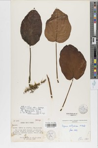 Begonia elaeagnifolia image