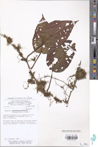 Begonia elaeagnifolia image