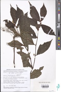 Begonia elatostemmoides image