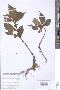 Begonia elatostemmoides image
